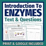 Enzymes Reading and Worksheet NGSS LS3-1