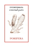 Invertebrata: Porifera (sponges)