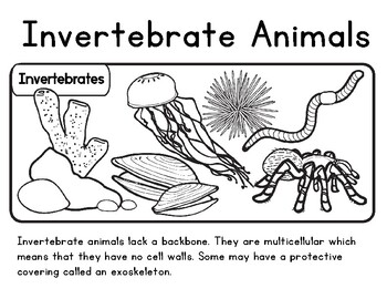 Invertebrate Animal Color Sheets by Laila Camacho | TpT