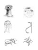 Invertebrate Dichotomous Key Worksheet with Animals by Ian Keith