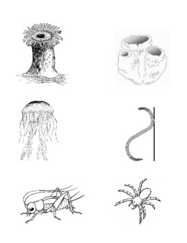 Invertebrate Dichotomous Key Worksheet with 14 Animals by Ian Keith