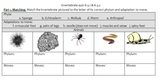 Invertebrate Introduction Quiz or Homework