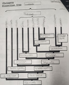 Preview of Invertebrate and Vertebrate Phylogeny Dissection Tree