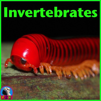 Preview of Invertebrates - PowerPoint & Activities