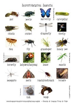 invertebrates insects