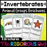 Invertebrates - Animal Groups and Animal Classifications B