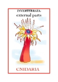 Invertebrata: Cnidaria
