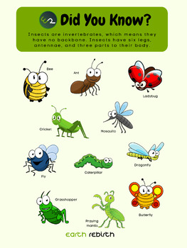 Preview of Invertebrates Insect Poster