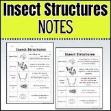 Invertebrates: Insect Structure Notes