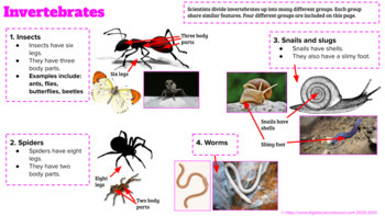 Invertebrates (Insects, Spiders, Snails and Slugs) by Digital Science