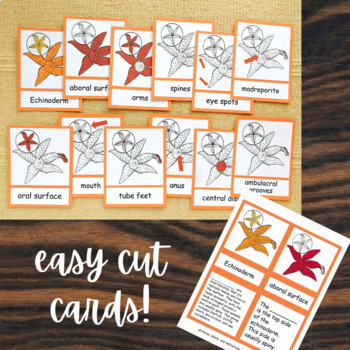 Invertebrates - Parts of Echinoderm (Starfish) Cards - Montessori