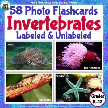 Preview of 58 Animal Photo Flashcards: Invertebrates