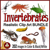 Invertebrates Realistic Clip Art BUNDLE