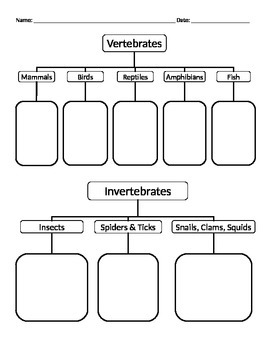 Preview of Invertebrates & Vertebrates Graphic Organizer