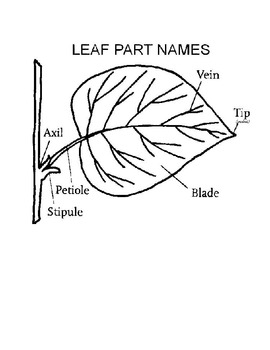 Preview of Investigating A Leaf