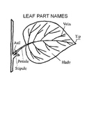 Investigating A Leaf