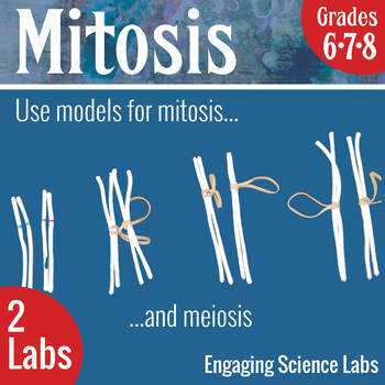 stages of mitosis in order for kids