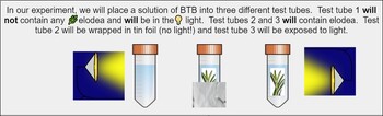 Preview of Investigating Photosynthesis - Criterion B + C