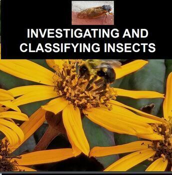Preview of Investigating and Classifying Insects