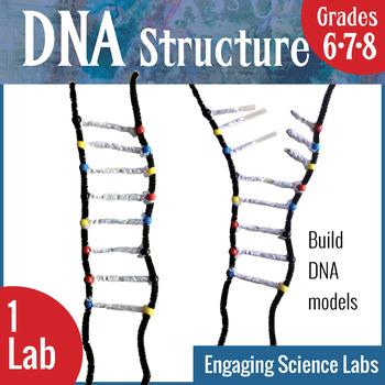 Constructing a DNA Model
