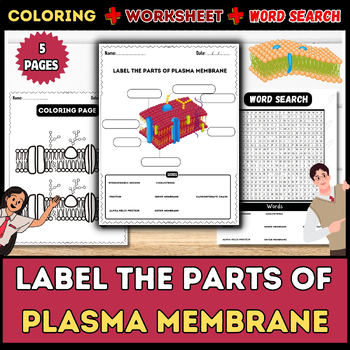 Preview of Investigating the Plasma Membrane: Word Search, Labeling, Worksheet, Coloring Pa