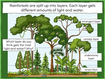 Investigating the layers of a tropical rainforest by Teach It Forward