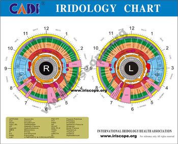 Preview of Iridology Chart