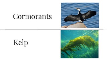 Preview of Island of the Blue Dolphins Vocabulary Cards (Chapters 1-3)