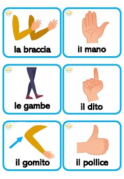 Flashcards: Le parti del corpo - Flashcards: Le parti del corpo