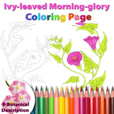 Ivy-leaved Morning-glory: Coloring Page and Botanical Desc