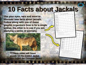 JACKALS - visually engaging PPT w facts, video links, handouts & more
