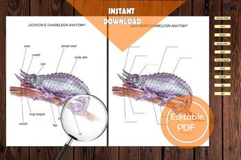 Preview of JACKSON'S CHAMELEON ANATOMY, Editable Reptile diagram, Biology teacher