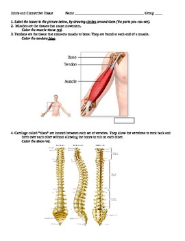 Preview of JOINTS AND CONNECTIVE TISSUE WORKSHEET