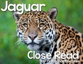 Jaguar Close Read