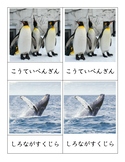 Japanese Montessori3PartCards Antarctica Animals：モンテッソリー絵カ