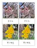 Japanese Montessori3PartCards Antarctoca：モンテッソリー絵カード春の花