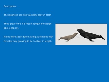 Japanese Sea Lion - Power Point - Extinct - Facts Information Pictures