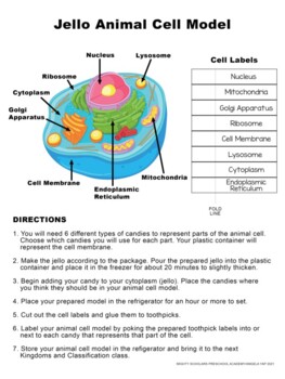 Animal Cell Model Teaching Resources | TPT
