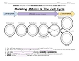 Modeling Mitosis & Meiosis with Jelly Beans Lab