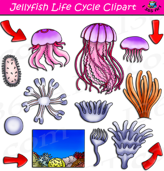 Preview of Jellyfish Life Cycle Clipart