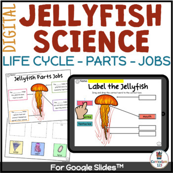 Preview of Jellyfish Life Cycle Needs and Parts Summer Science Digital Activities Freebie