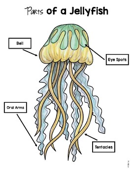Jellyfish Nonfiction Unit Graphic Organizers Posters and Writing Paper