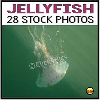 Preview of 28 Jellyfish Images in the Ocean