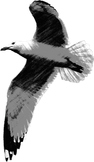 Johnathan Livingston Seagull - Seagull Clip Art