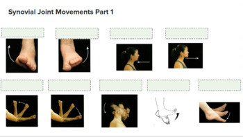 Preview of Joint Movements/ Range of Motion Digital Activity and Matching