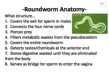 Preview of Journal (or do-now) packet for Phylum Nematoda (Roundworms)