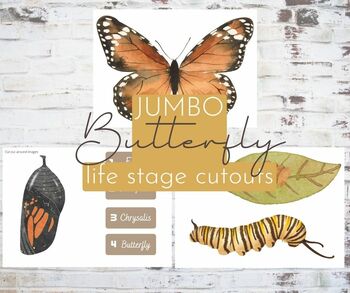 Preview of Jumbo life cycle of a butterfly cutouts | classroom decor | props
