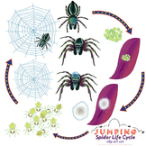 Jumping Spider Life Cycle Clip Art Set