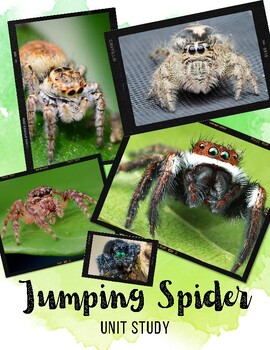 Preview of Jumping Spider Unit Study