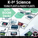 Kindergarten Science Unit Lesson Young Plants Parent Plants